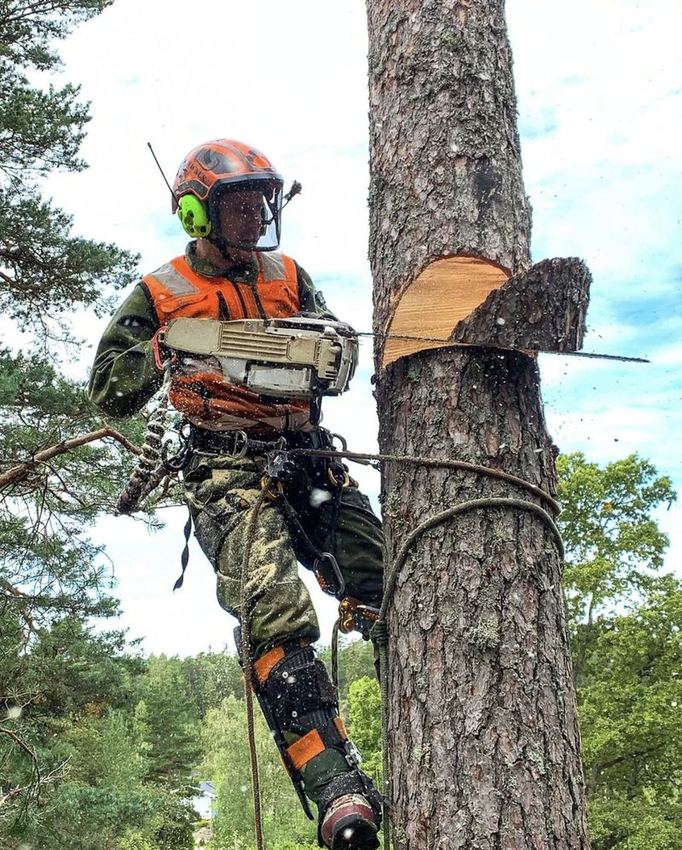 Tradfallning i Göteborg - arborist klattar i trad